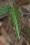 Nettleleaf noseburn